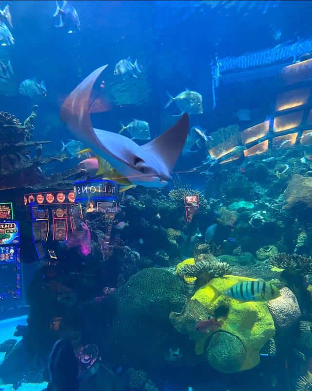 Aquarium Mermaid Show 2