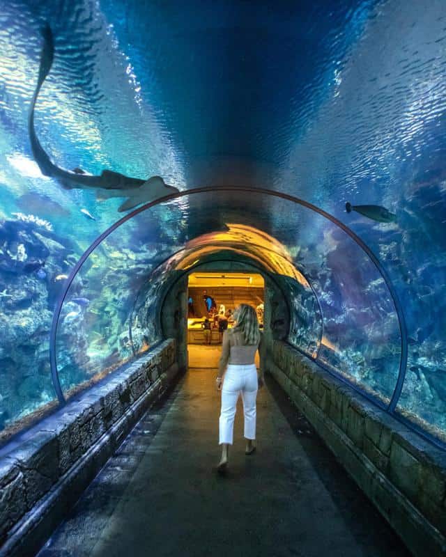 Mandalay Bay Shark Reef Aquarium