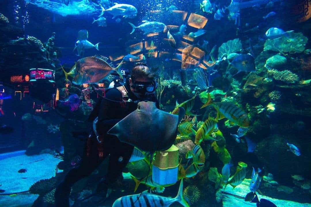 the aquarium at silverton casino